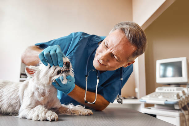 Best Emergency Treatment for Dental Infections or Abscesses in Thermalito, CA